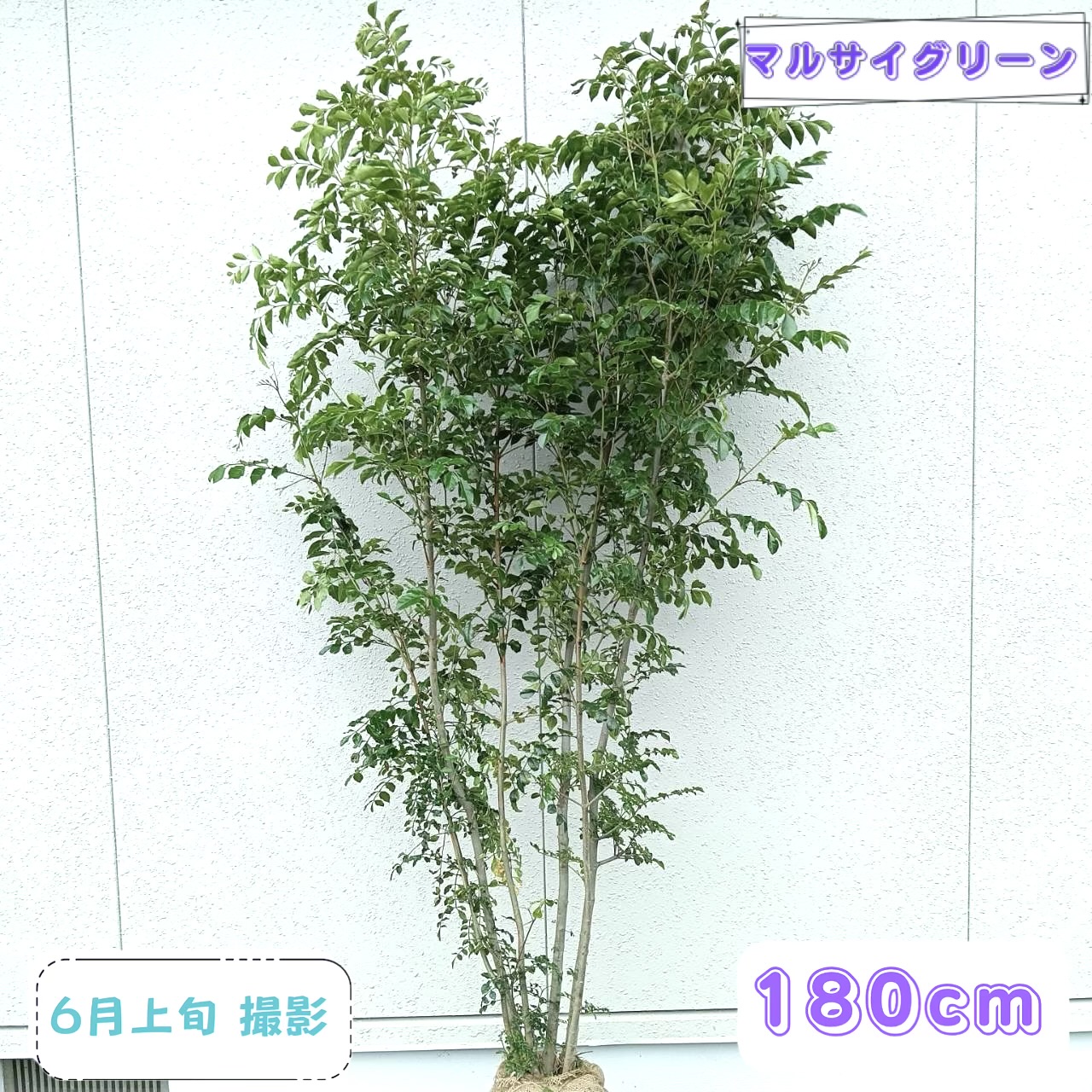 ◎現品送りとどける◎【常緑樹:シマ秦皮 株 根巻 1.8m】常緑天然木 庭木 植木 符帳天然木 庭植え 包みかくし 隣家 ガーデニング エクステリア お庭 入り口・入口 園地 園芸 あずま屋 植栽 植樹 露天 草木 耐暑性 耐寒性 今めかしい オシャレ 馬鹿でかい 大型