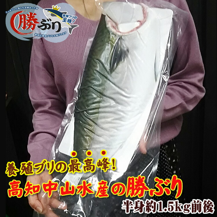 これは冷凍品です【高知県産】脂のりの良いトロぶり半身(プレミアムサイズ) （外洋養殖：約4.5～5k前後のブリをさばいて半身カマ付 約1.5ｋ前後）ぶりしゃぶ・焼き・煮物OK