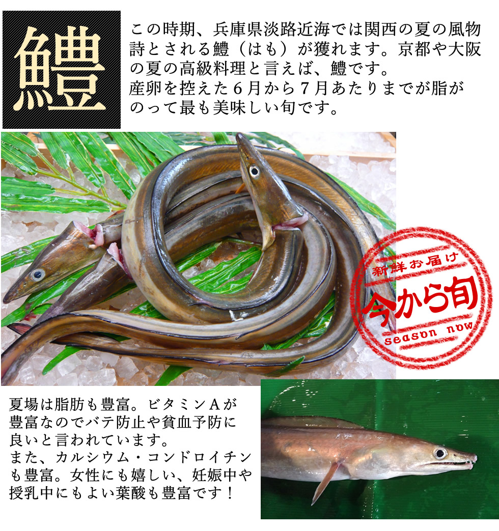 極上鮮度をお父様のデイに 送料無料 神戸中心卸売証券業界でさばいて凝結積だし 兵庫県淡路アイランド設定 一フローズン 飾らずに活〆 骨切り済 ハモ切身凡 1パックに鱧スキ目的の中骨とヘッドを少しく信用ます 出汁取り用 はも 鱧鍋 犁 Lapsonmexico Com