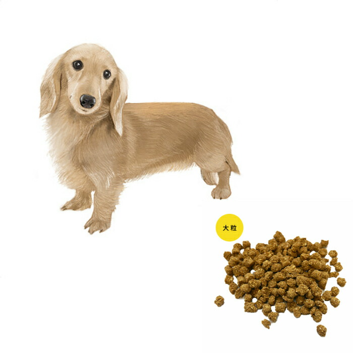 ドッグフード maru マルカン サンライズ ゴン太のふっくらソフト [ドッグフード 犬用 えさ