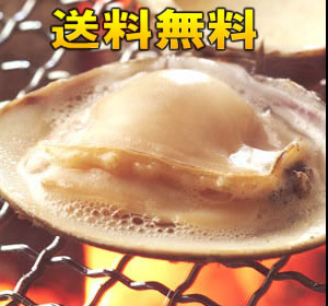【送料無料】【業務用】大人買い蓄養はまぐり4年もの5cm〜6cmサイズ蛤(ハマグリ)10kg(250粒前後)入♯貝はまぐりハマグリ蛤バーベキュー海鮮海鮮バーベキュー直送