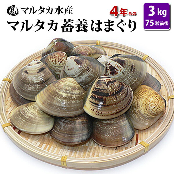 【送料無料】<br>蓄養はまぐり　4年もの<br>5cm～6cmサイズ蛤(ハマグリ)<br>3kg（75粒前後）入<br>♯貝 はまぐり ハマグリ 蛤 バーベキュー 海鮮 海鮮バーベキュー 直送