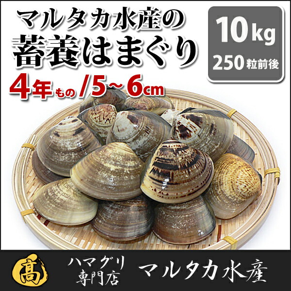 【送料無料】【業務用】大人買い蓄養はまぐり4年もの5cm〜6cmサイズ蛤(ハマグリ)10kg(250粒前後)入♯貝はまぐりハマグリ蛤バーベキュー海鮮海鮮バーベキュー直送