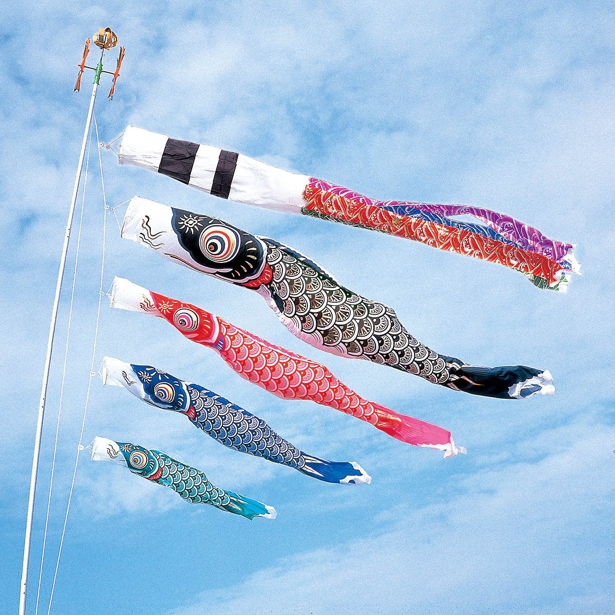 楽天市場】鯉のぼり 庭用 空鯉 5m 8点 庭園用 大型セット/ポール別売り