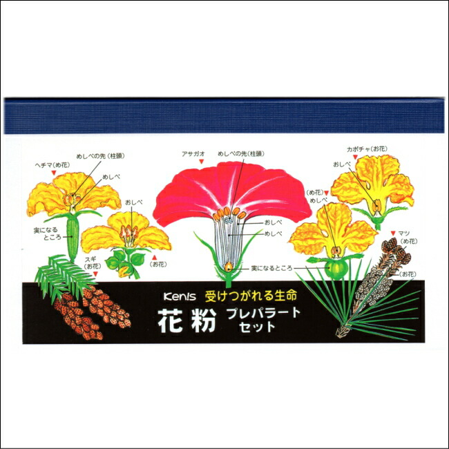 プレパラランド3種類セット 花粉 植物 微生物 学校教材ネットショップ夏休み冬休みの自由研究に プレパラランド3種類セット 花粉 植物 微生物 学校教材ネットショップ夏休み冬休みの自由研究に