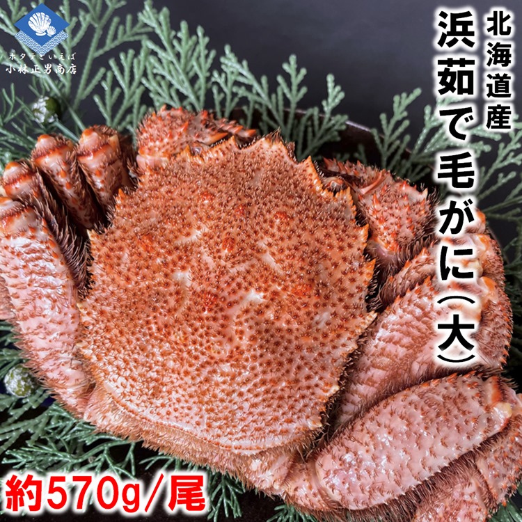 【2025年新物入荷】毛ガニ 毛がに 毛蟹 北海道産 浜茹で毛ガニ １杯約570g 大サイズ 最上級品 堅ガニ ギフト 2025年物 父の日 titinohi