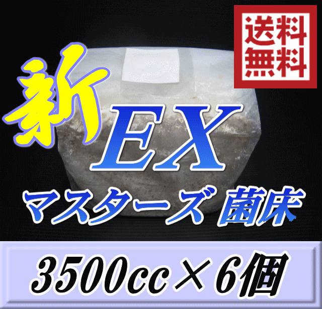 レビューをお願い致します 送料無料 マスターズ新ex オオヒラタケ 菌床 ブロック 3500cc 6個 贅沢な添加剤 ギネスを狙える超高品質 安心のブナ 中粒子メイン 菌糸 持ちも抜群 幼虫のエサ 菌糸ビン お得な詰め替え用 英語の壁の向こう側に自分の知らない世界が