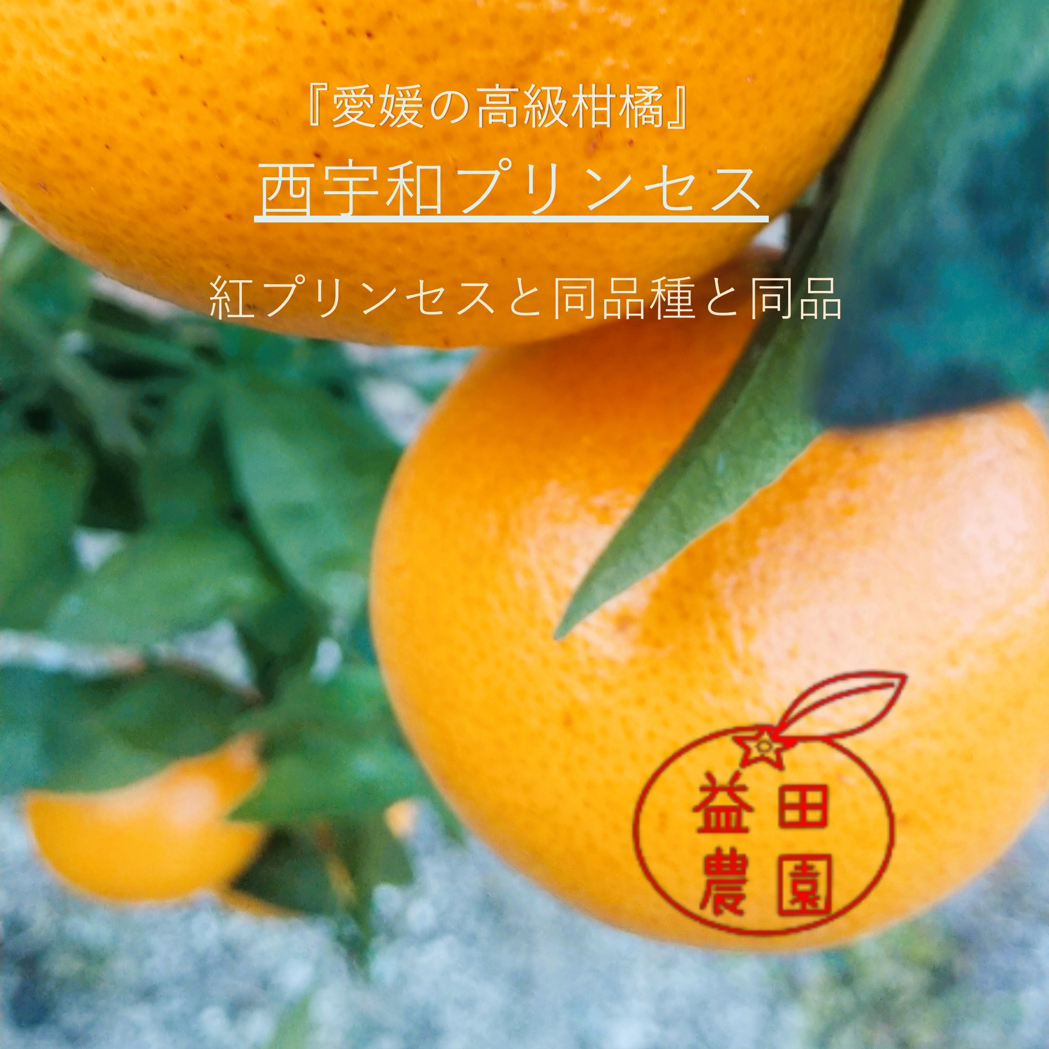 楽天市場】愛媛 中島産 プリンセス 訳あり 2kg 紅プリンセスと同品種