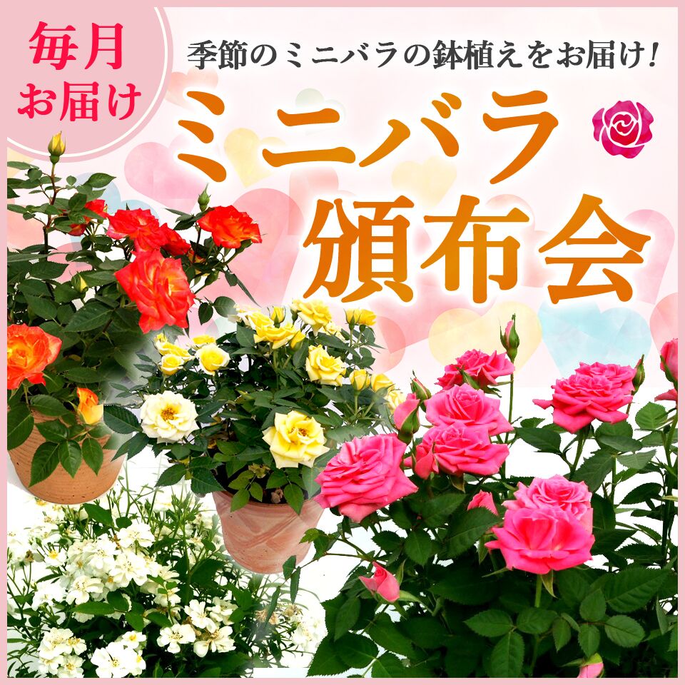 楽天市場 送料無料 季節のミニバラ鉢植え 陶器鉢入 毎月頒布会 12回 フラワーギフトのマスダグリーン