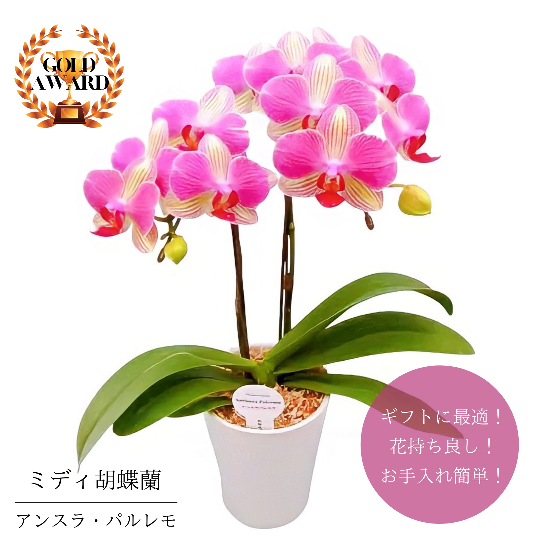 送料無料 フラワーギフト ミディ胡蝶蘭 鉢植え アンスラ パルレモ 号 本立 花 花鉢 ピンク ギフト プレゼント 生花 長持ち 室内 屋外 誕生日 記念日 お祝い 引越し祝い 開店祝い 新築祝い お礼 クリスマス お歳暮 メッセージカード 土日祝も営業 3r Mozambique Com