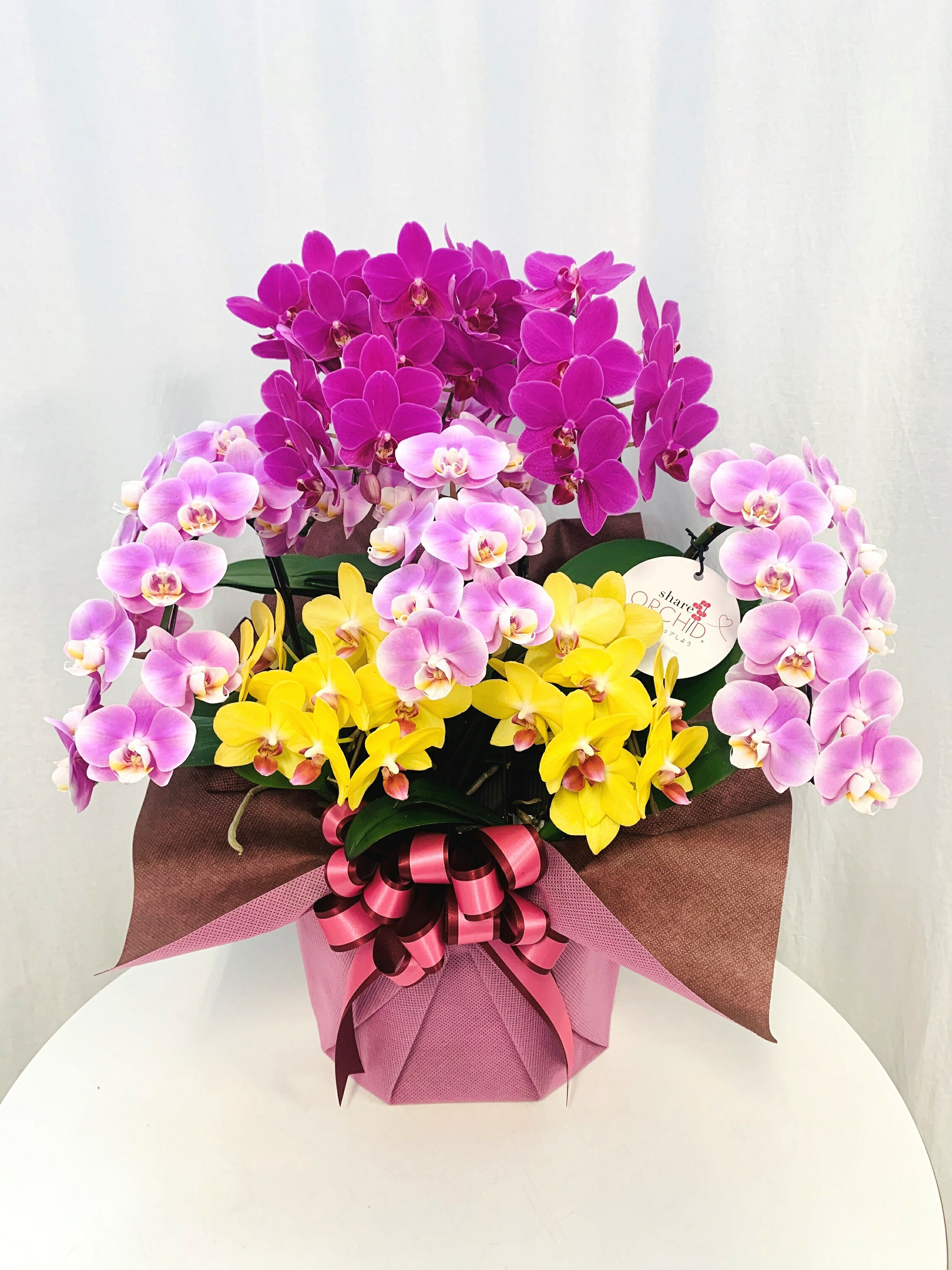 胡蝶蘭 コチョウラン 花 鉢 ミディコチョウラン プレゼント 誕生日 送料無料 お祝い 記念日 開店祝い ギフト 開店祝い フラワーギフト プレゼント 胡蝶蘭 鉢植え ミディコチョウラン シェアオーキッド Mix寄せ 8号7株 寄せ鉢 父の日 ラッピング メッセージカード