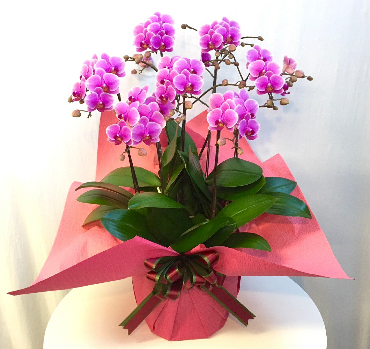 ギフト 鉢花 お礼 美品 誕生日 お祝い 記念日 胡蝶蘭コチョウラン花鉢ミディコチョウランピンク 送料無料 誕生日 花 観葉植物 開店祝い 引越し祝い フラワーギフトプレゼント胡蝶蘭鉢植えミディコチョウランオーキッドおまかせピンク系父の日8号7株寄せ鉢