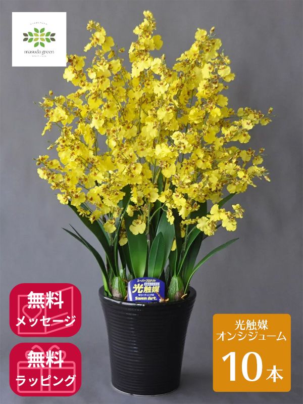 御花案内書2026.06