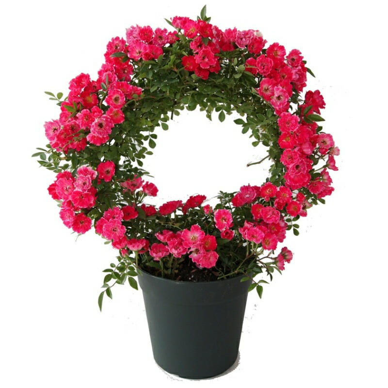 楽天市場 母の日フラワーギフト 送料無料 つるバラ 鉢植え リング仕立て 須磨５号 薔薇 バラ 母の日 ギフト プレゼント 贈り物 鉢花 ガーデニング 誕生日 お礼 フラワーギフトのマスダグリーン