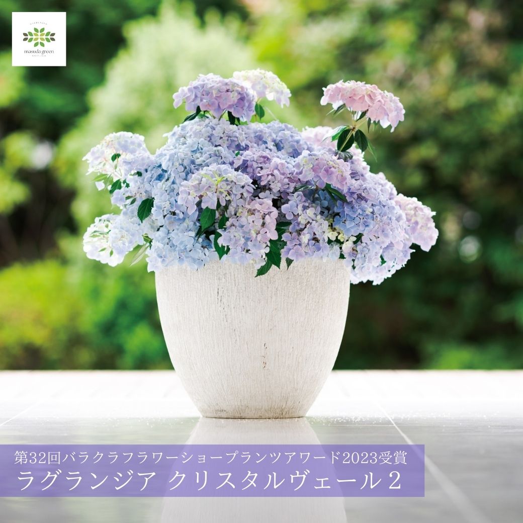 【花苗】5号大苗 PW 正規品 ラグランジア クリスタルヴェール2　現品発送　③ 園芸ネット本店｜ラグランジア（アジサイ）：クリスタルヴェール3.5号