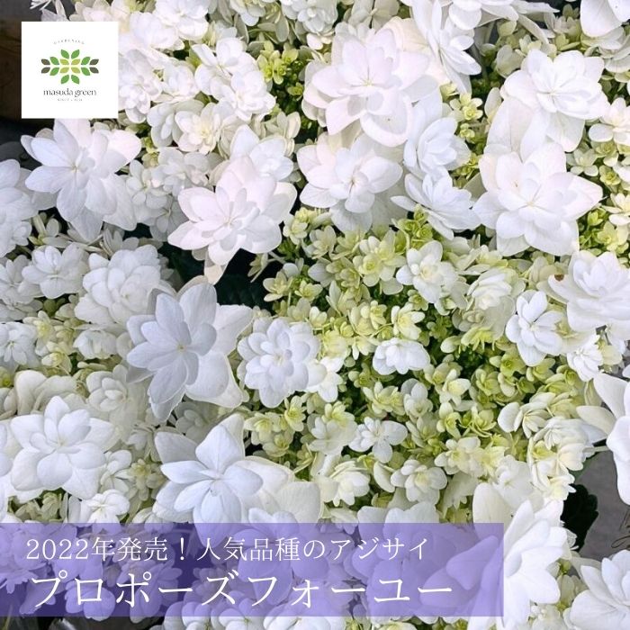 母の日 アジサイ 鉢植え ホワイト 白《 プロポーズフォーユー 》 5号 送料無料 紫陽花 アジサイ 白 純白 あじさい プレゼント 希少品種 珍しい 人気 花 鉢花 誕生日 お礼 お祝い ウェディング 内祝い 結婚祝い