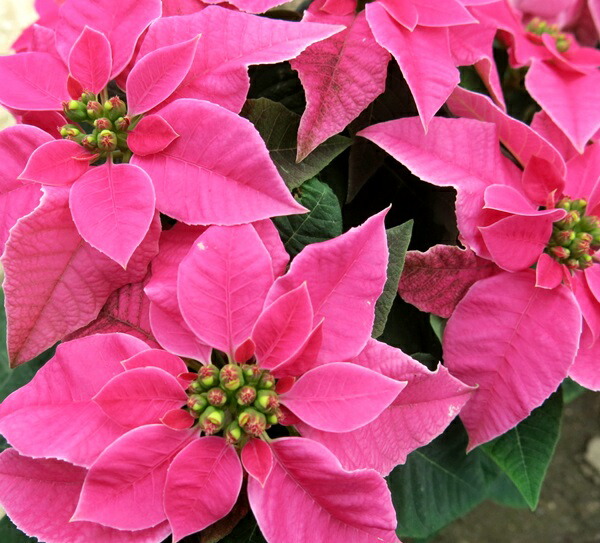 楽天市場】送料無料【 クリスマスの花 ポインセチア 鉢植え 赤系 5号 】 クリスマス プレゼント 花 冬の花 フラワーギフト 花ギフト クリスマスパーティー  クリスマスギフト 贈り物 ギフト 誕生日 記念日 お祝い 引越し祝い 開店祝い 新築祝い : フラワーギフトのマスダ ...