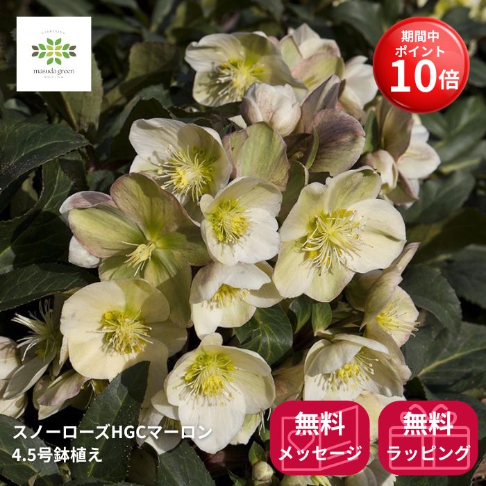 楽天市場】花鉢 八重咲き クリスマスローズ 6号1鉢 【お届け中