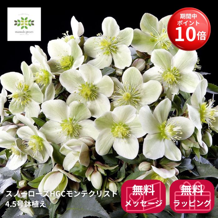 楽天市場】花鉢 八重咲き クリスマスローズ 6号1鉢 【お届け中