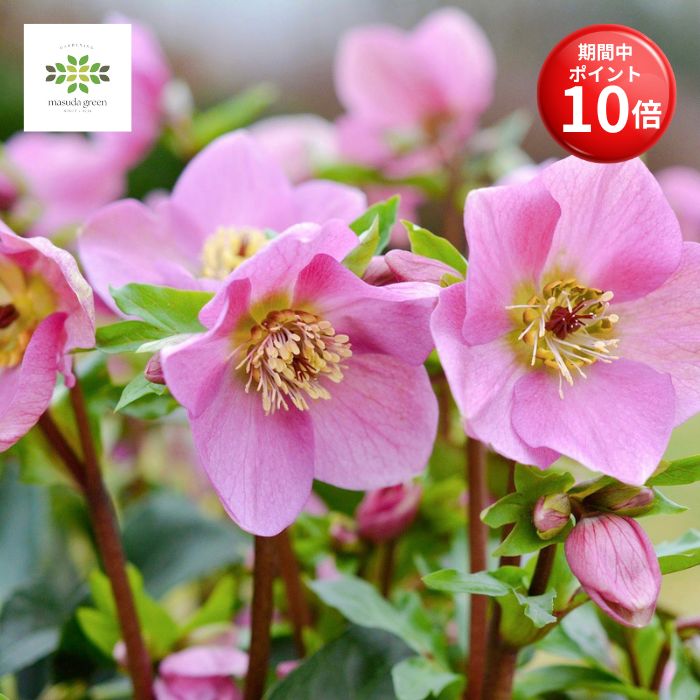 【花苗】クリスマスローズ　広瀬園芸　今期購入株　ピンク系　メルカリ便発送　H04 花苗】クリスマスローズ 広瀬園芸 今期購入株 ピンク系 メルカリ便発送