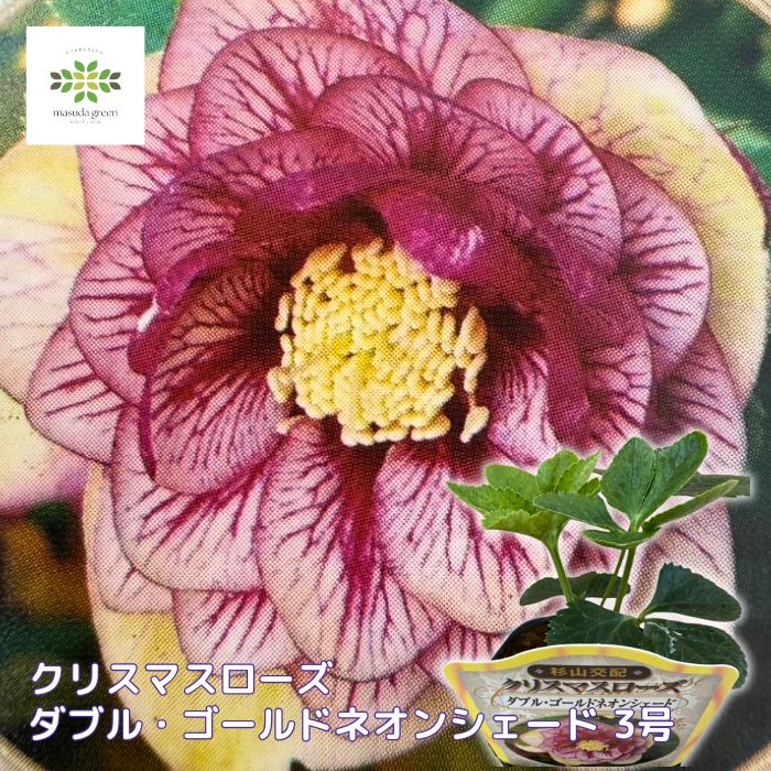 楽天市場】クリスマスローズ リバーシブル・パステル系 3.5号サイズ 苗