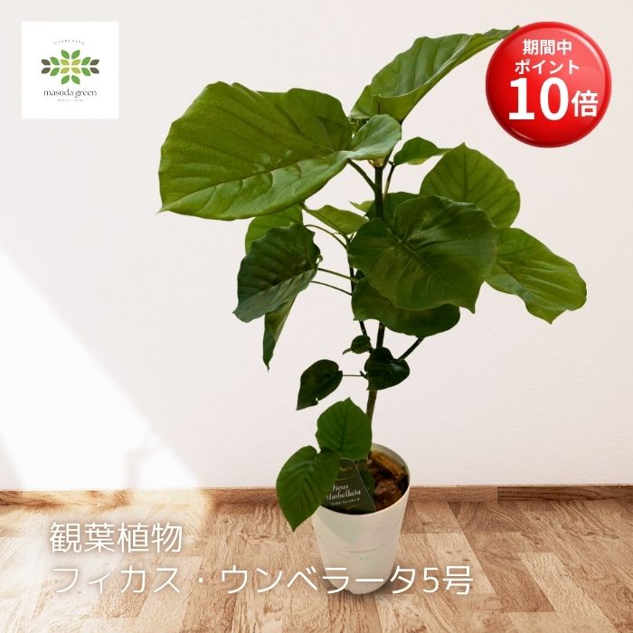 フィカスウンベラータ⭐️約125cm⭐️室内⭐️玄関•リビングに最適 楽天市場】観葉植物 フィカス・ウンベラータ 6号 選べる鉢 6種類