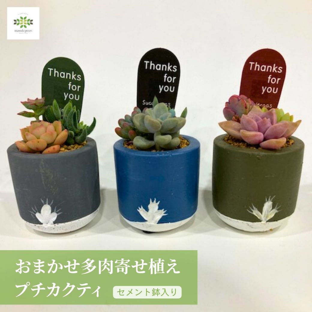 楽天市場】多肉植物 寄せ植え おまかせ 寄せ植え プチカクティ セメント鉢入 かわいい 観葉 多肉 鉢植え リビング 玄関 窓 インテリア 自宅用  プレゼント ギフト お祝い お礼 母の日 誕生日 入学 卒業 : フラワーギフトのマスダグリーン