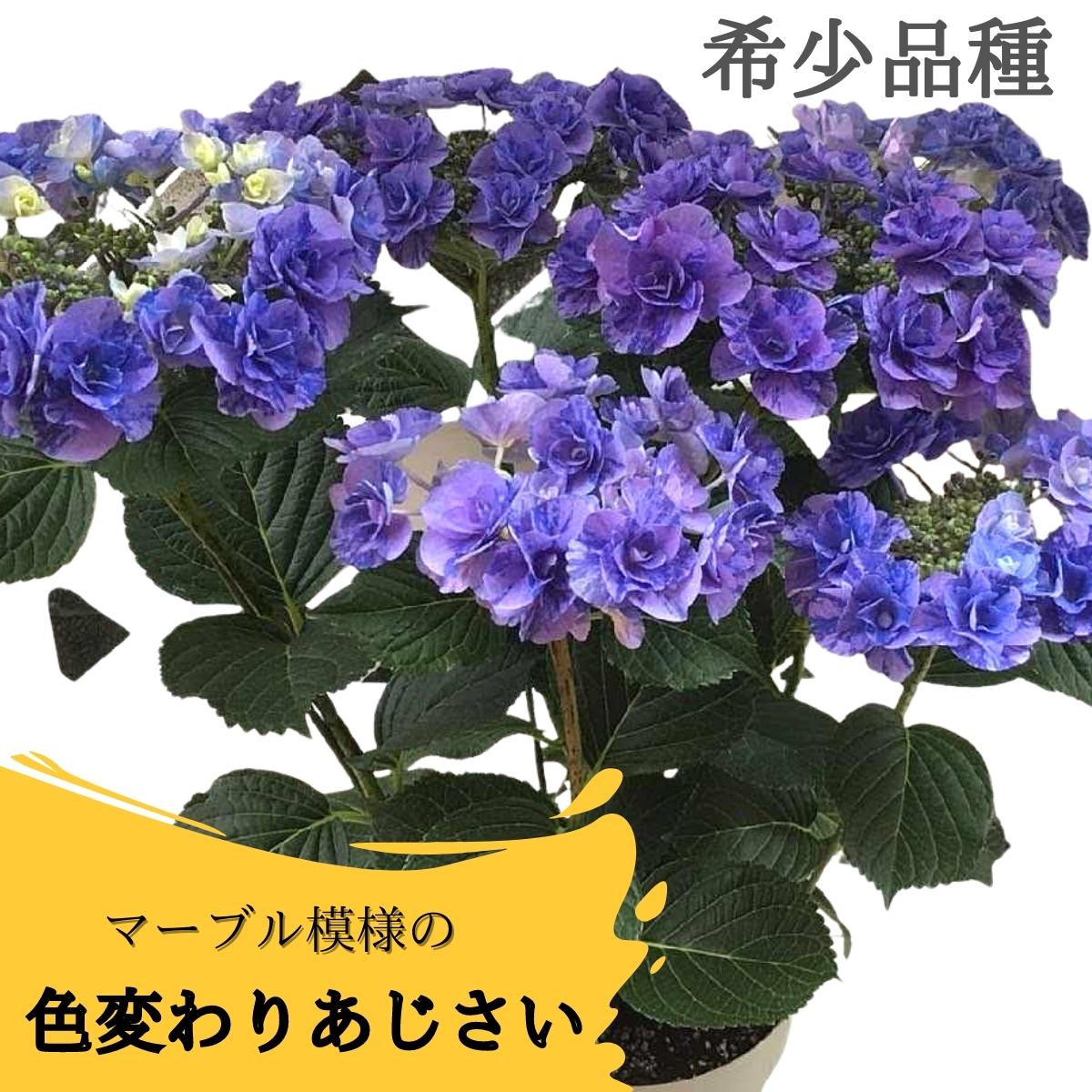 母の日 早割 100円offクーポン アジサイ 鉢植え フェアリーマーブル 号 あじさい 紫陽花 母の日ギフト プレゼント ギフト 人気 贈り物 花 生花 鉢植え 鉢花 誕生日 お礼 お祝い 父の日 結婚祝い 22 送料無料 Southwestne Com