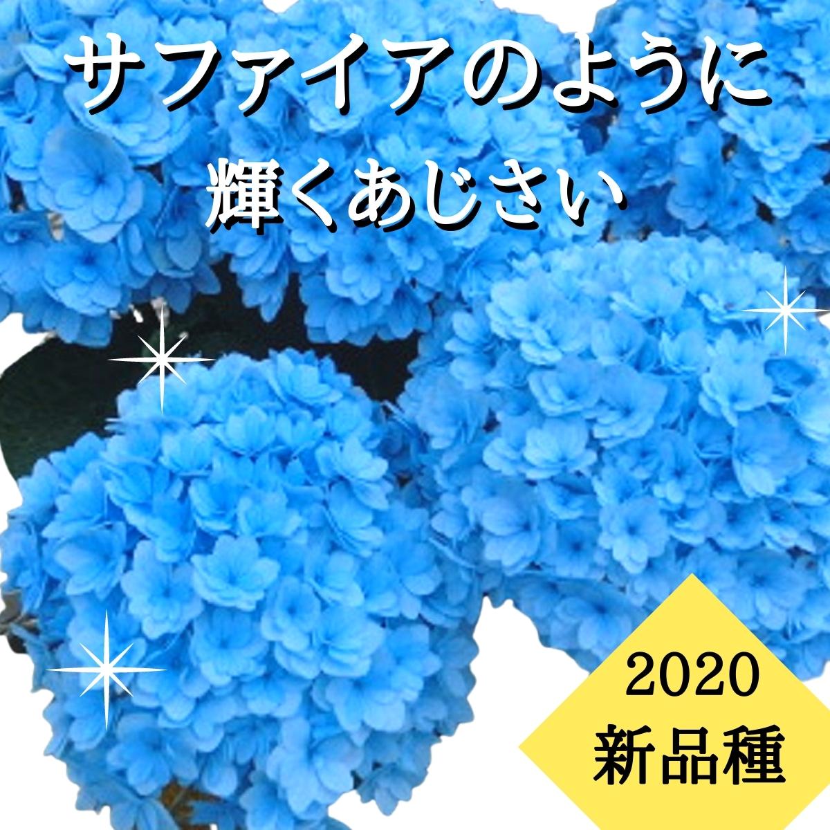 紫陽花 クィーンズレッド クィーンズブルー