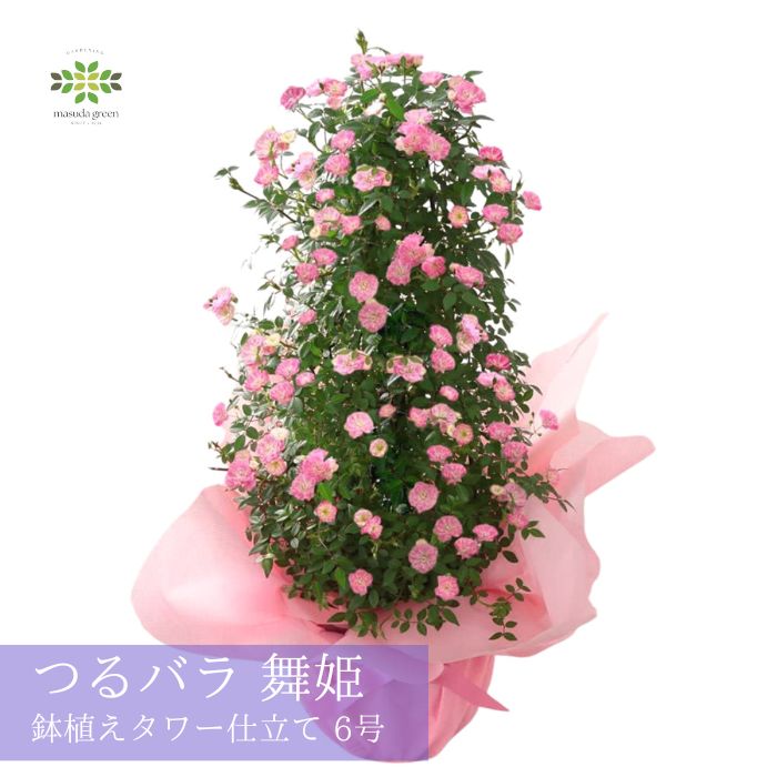 母の日 つるバラ《 舞姫 》タワー仕立て 6号 送料無料 ミニバラ ピンク ばら 薔薇 5月 母の日ギフト プレゼント ギフト 人気 ローズ 贈り物 花 生花 鉢 鉢花 誕生日 お礼 お祝い 結婚祝い 八重 2026