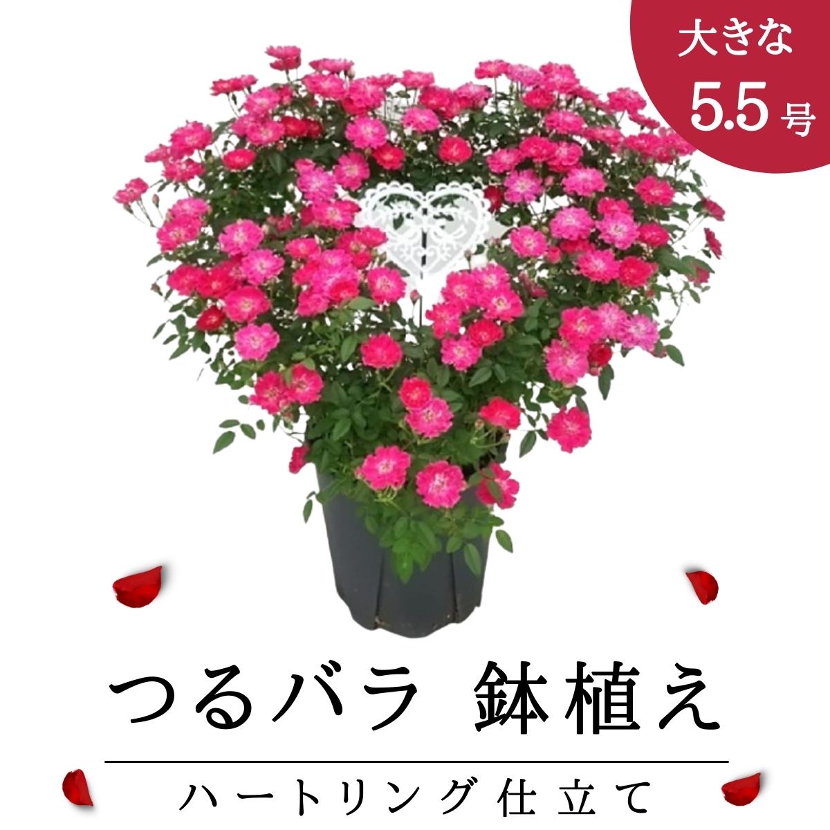 楽天市場 予約受付開始 23年 母の日 5月出荷 つるバラ 須磨 5号鉢 リング仕立て 八重 ピンク 赤 薔薇 ばら 母の日ギフト プレゼント ギフト 人気 おすすめ 贈り物 花 生花 ローズ ミニバラ 鉢花 誕生日 お礼 お祝い 父の日 結婚祝い 女性