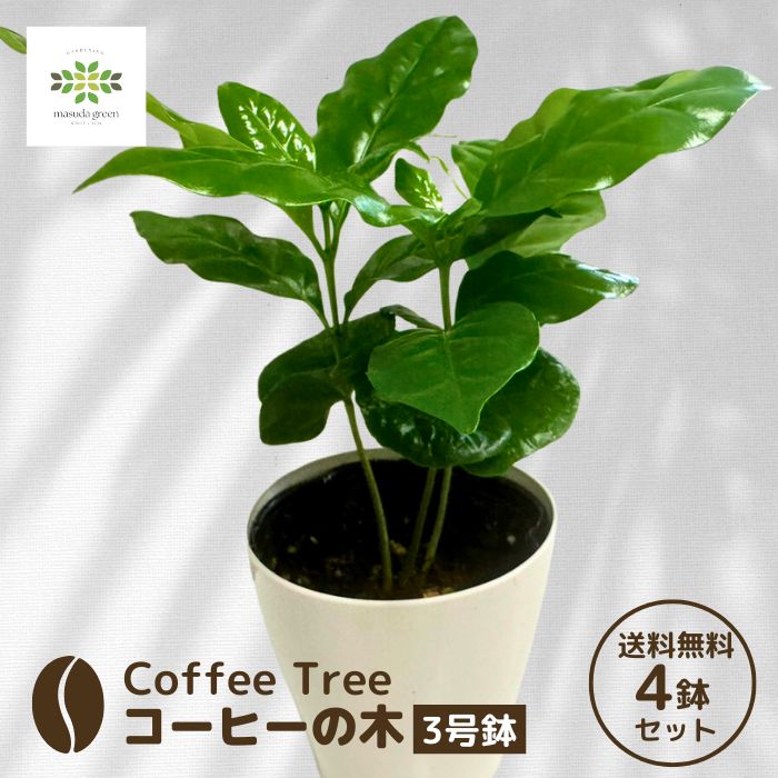 coffeetree02_04_logo.jpg