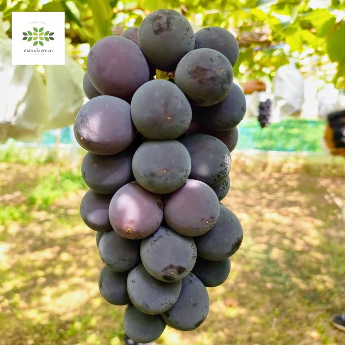 巨峰　ブドウ苗   5号ビニポット　剪定　5/08 巨峰 ブドウ苗 5号ビニポット 剪定 5/08 巨峰 ブドウ苗 5号ビニポット 剪定