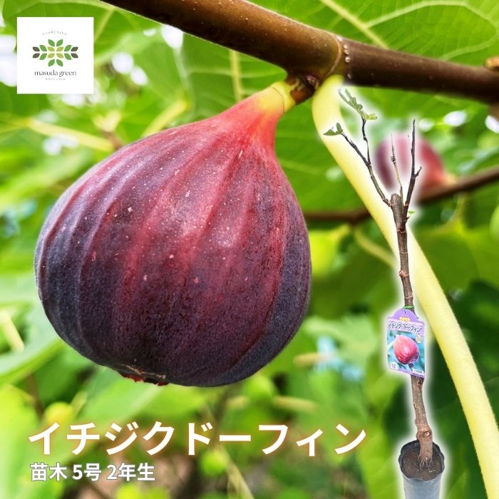 楽天市場】いちじく 苗 キング 13.5cmポット 送料無料 イチジク