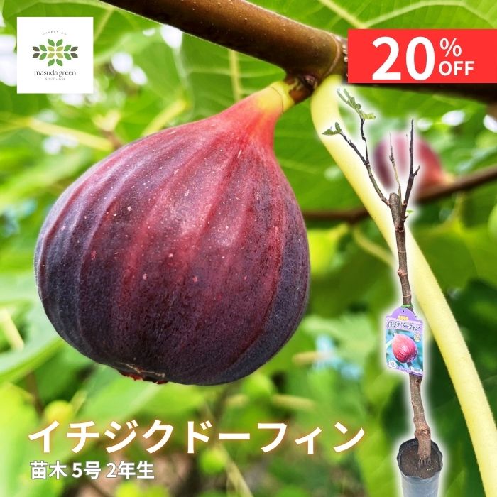 楽天市場】いちじく 苗 日本種（早生） 13.5cmポット 送料無料