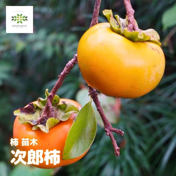 次郎柿　植木　苗木　ジロウガキ　柿の木　カキノキ　果実付き　おまけ付き 次郎柿 植木 苗木 ジロウガキ 柿の木 カキノキ 果実付き おまけ付き