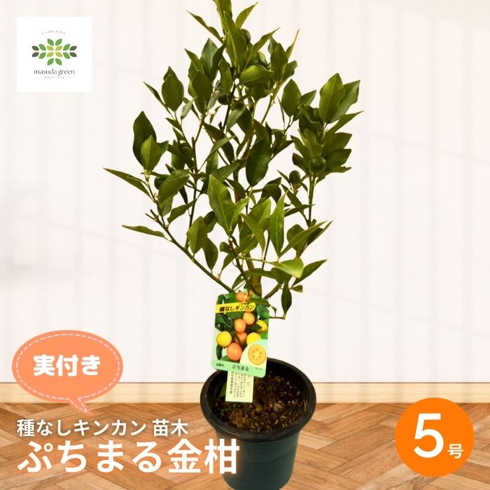 楽天市場】マンゴー 金密 6号鉢 送料無料 キンミツ 接木苗 苗木 果樹苗