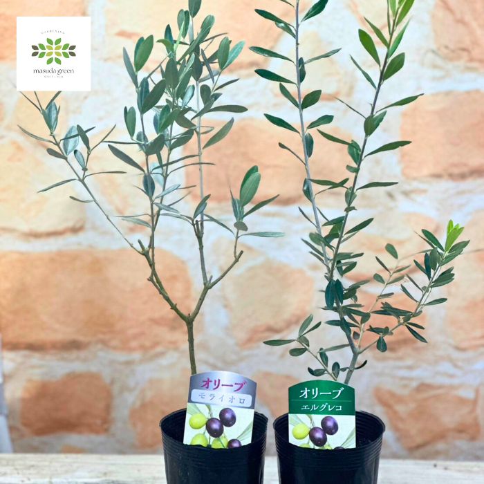 楽天市場】選べる実付きオリーブ 4号鉢 鉢植え 観葉植物 オリーブの木