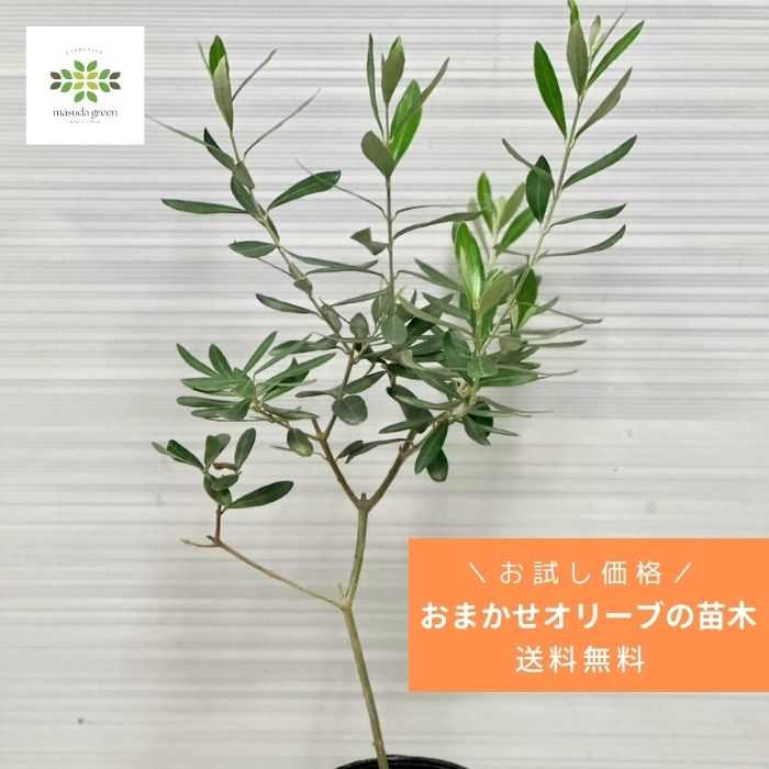 安いそれに目立つ 大苗 オリーブの木 ひなかぜ ポット鉢植え 苗木