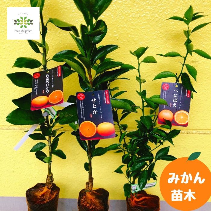 みかん 苗木 3種セット [ せとか / 西南のひかり /べにばえ ] 4.5号 ロングポット 送料無料 果樹苗 ミカン 蜜柑 柑橘 自家栽培 家庭菜園 自宅用 ギフト プレゼント 贈答用 贈り物｜フラワーギフトのマスダグリーン 12,701円