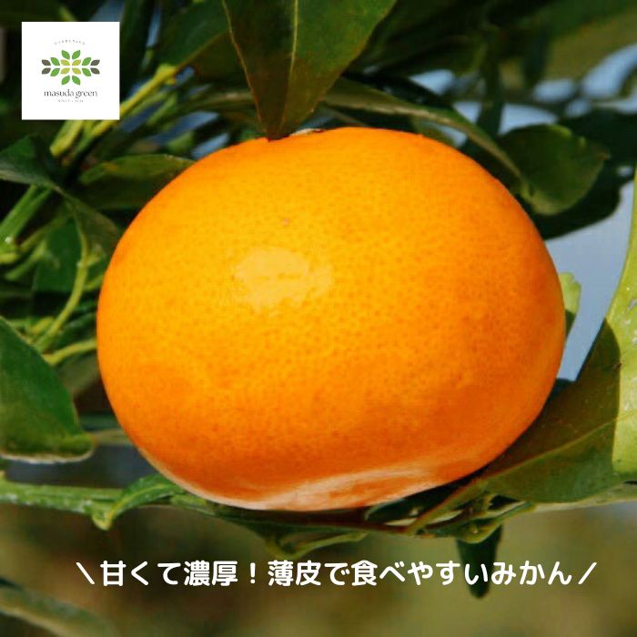 みかんです。 100%生搾りジュース🍊 いまは極早生みかんです。（日南1号