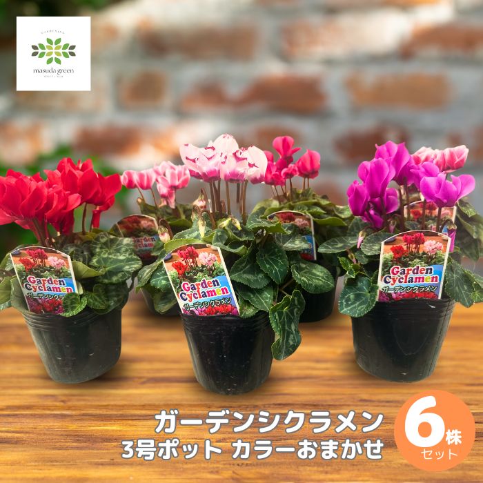 楽天市場】【5個セット】ガーデンシクラメン苗 3号苗☆季節の