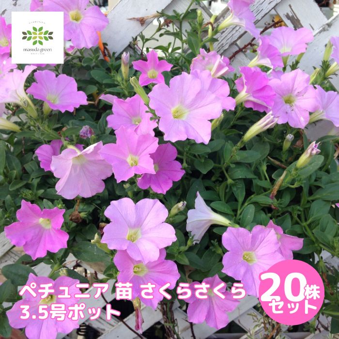 早割ペチュニア 苗 さくらさくら 3.5号ポット 20ポットセット 花 花苗 ランドスケープペチュニア JFS受賞品種 グランドカバー 寄せ植え ハンギングバスケット 花壇 鉢植え さくら色 人気