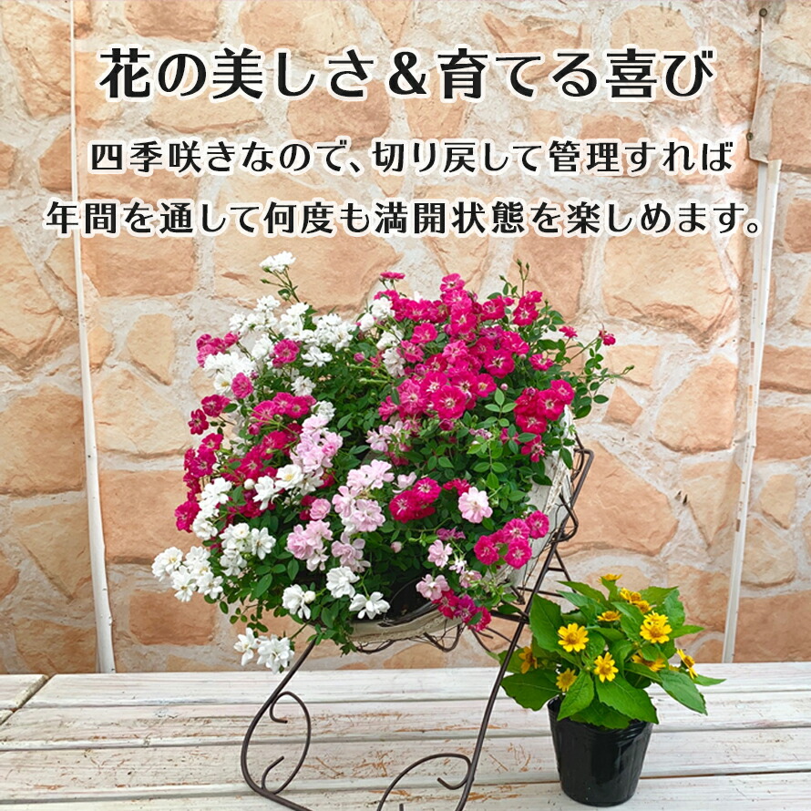 楽天市場 スーパーセール１０ Off 送料無料 フラワーギフト 敬老の日 ウェルカム レンゲローズ ミニバラ 四季咲き リング鉢植え アイアンスタンド付 高級ギフト プレゼント バラ ローズ 誕生日 贈り物 人気1位 お祝い 引越し祝い 開店祝い 新築祝い お礼 送別 可愛い