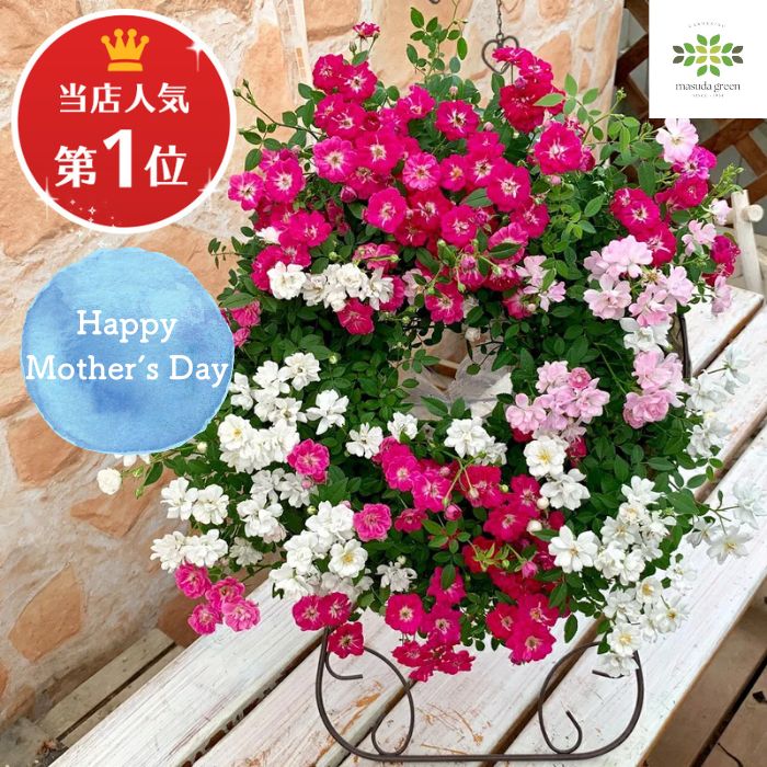 楽天市場】ミニバラ レンゲローズ ピンク 八女津姫 ヤメツヒメ 3.5号