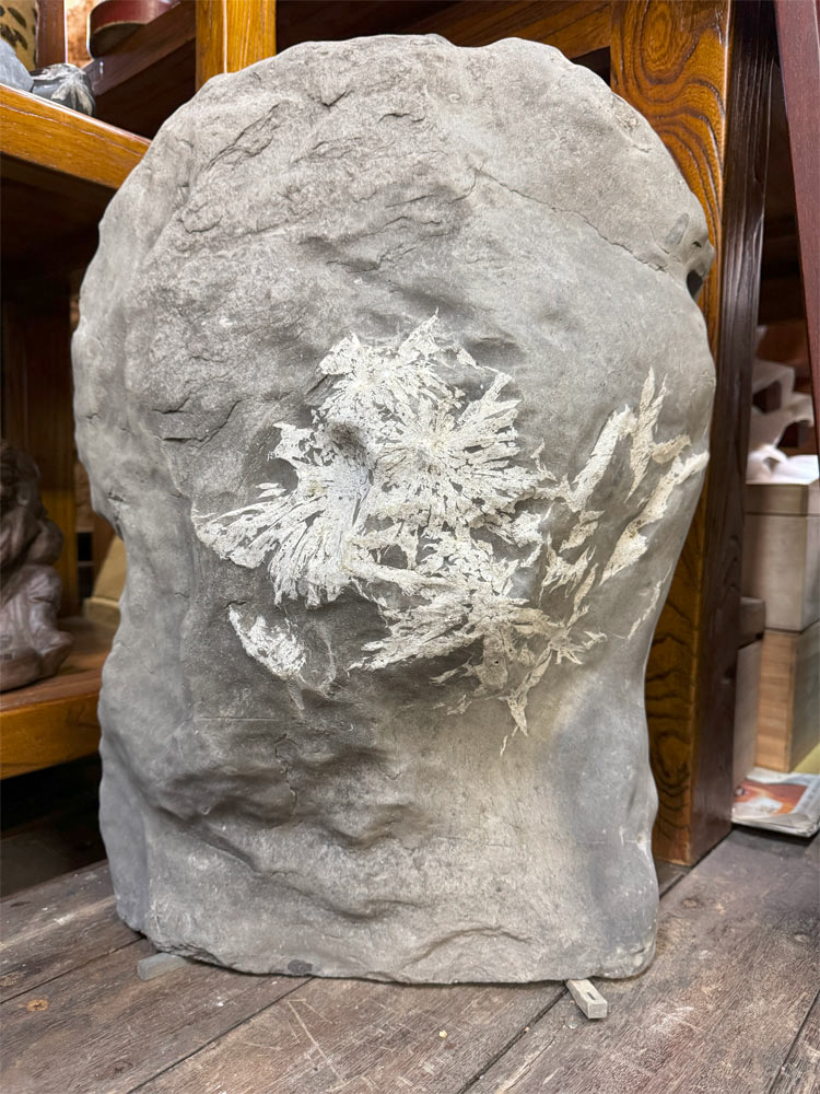 楽天市場】菊花石 【42】台付き 高さ約68cm 鑑賞石 盆石 景石 飾り石