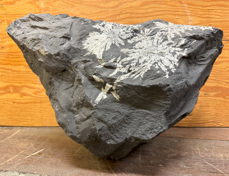 秋草の花石 【50】高さ約27糎 幅約42糎 景石 飾りつけ 天然石 貨物輸送無料 滅多に無い 把捉石 気取らない石 銘石 飾りつけ石 力強さ石ころ 盆石 水石 気取らないの美術！