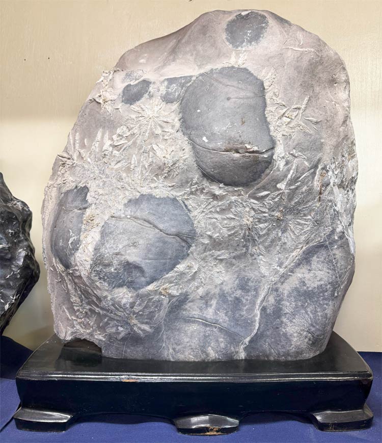 楽天市場】菊花石 【52】高さ約32cm 幅約22cm 送料無料 鑑賞石 景石