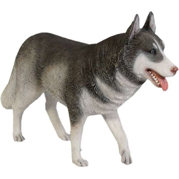 シベリアンハスキー Siberian Husky 強化プラスチック (FRP) アートオブジェ 犬 置物 庭 玄関 外 実物大 動物 像 映える フィギュア ガーデニング インテリア アニマル いぬ 軽い ガーデン オーナメント 軽量 等身大 店舗 動物園 fr120079｜マスキ