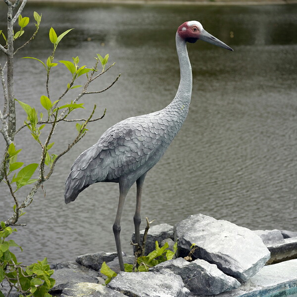 湖畔の豪州鶴 Brolga Crane 強化プラスチック (FRP) アートオブジェ リアル 置物 実物大 ツル ガーデニング オーナメント 映える 玄関 外 軽量 動物 像 庭 ガーデン フィギュア インテリア アニマル 軽い 等身大 店舗 動物園 fr080122